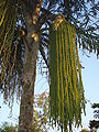 Fishtail palm at Bhopal