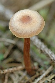 Galerina cinctula