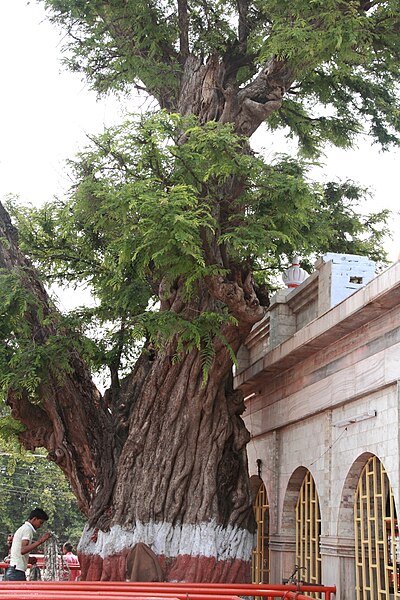 File:Patan Devi Temple Ancient imli tree.JPG