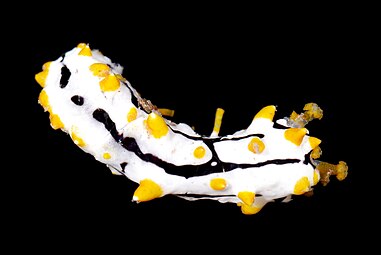 Pearsonothuria graeffei juvénile, mimétique des nudibranches toxiques de la famille des Phyllidiidae.