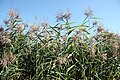 Phragmites australis