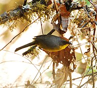 Rufous-capped Brush Finch.jpg