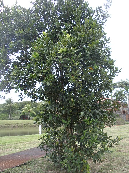 File:Sentier de découverte de la Maison de la canne (Les Trois-Îlets, Martinique) - 14.jpg