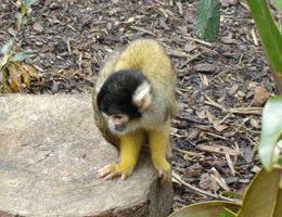 Juodaviršis saimiris (Saimiri boliviensis)