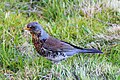 Turdus Pilaris Linnaeus