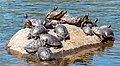 Image 50Pond sliders (red and yellow) and a river cooter fighting for basking space