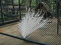 White Peacocks at Bannerghatta National Park