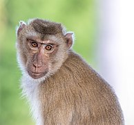 File:Macaca fascicularis looking at the observer - front view smooth green bokeh.jpg