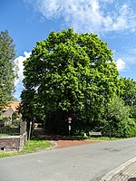 Eiche (Quercus robur)