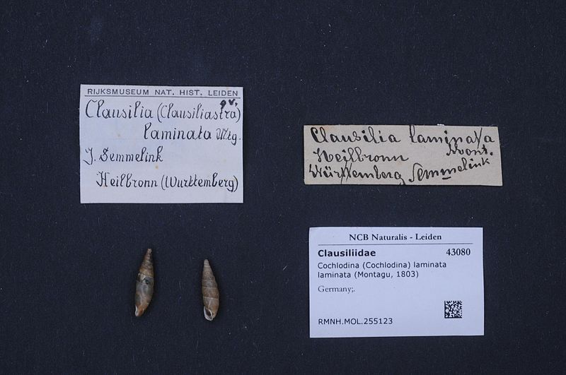 File:Naturalis Biodiversity Center - RMNH.MOL.255123 - Cochlodina (Cochlodina) laminata laminata (Montagu, 1803) - Clausiliidae - Mollusc shell.jpeg