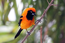 Orange-backed troupial