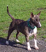 Modern-colored Bull Terrier