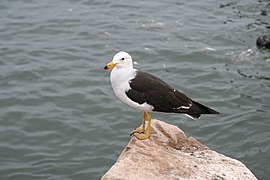 Gaviota de cola negra/Belcher's Gull.