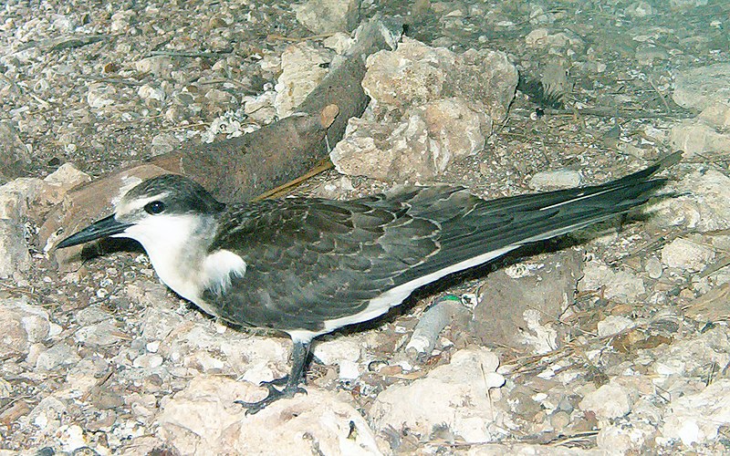 File:Bridled tern.jpg