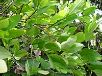 Leaves and branches