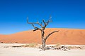 A dried out camel thorn (Vachellia erioloba) in Deadvlei.