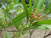 Foliaro kaj floroj de Dodonaea viscosa