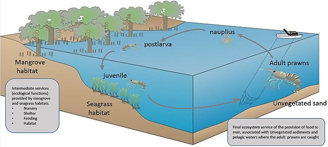 Ecosystem services provided by a vegetated coastal ecosystem.[35] Diagram showing connectivity between a vegetated coastal ecosystem for the Penaeid prawn lifecycle indicating that valuations for harvest areas may overlook critical importance within the lifecycle.[35]