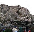 Juvenile Bald Eagle hunting at a Kittiwake rookery, Kachemak Bay, Alaska