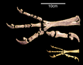 February 1: Comparison of the huge claws of the extinct eagle Harpagornis moorei with those of its close relative Hieraaetus morphnoides.