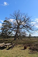 Eiche in der Lührsbockeler Heide