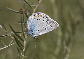 Male - Underside