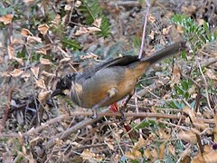 Rusty-bellied Brush-Finch (Atlapetes nationi).jpg