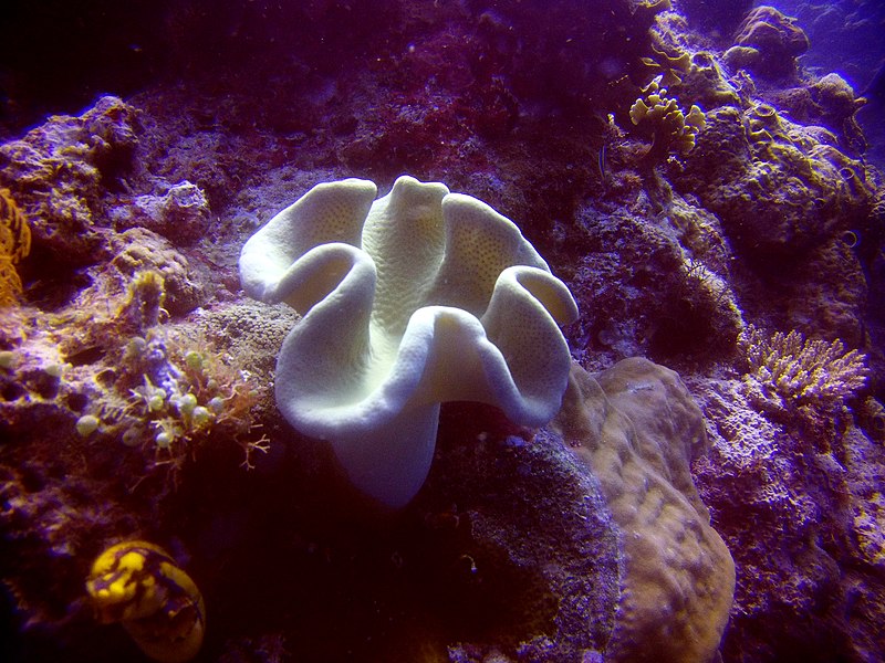 File:Soft Coral.jpg