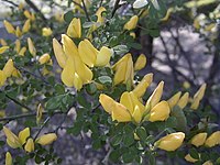 Cytisus patens