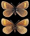 Erebia pharte ♀