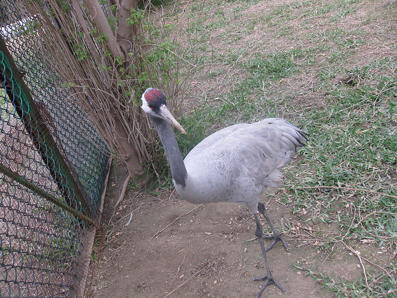 File:A view from kuwait zoo by irvin calicut (121).JPG