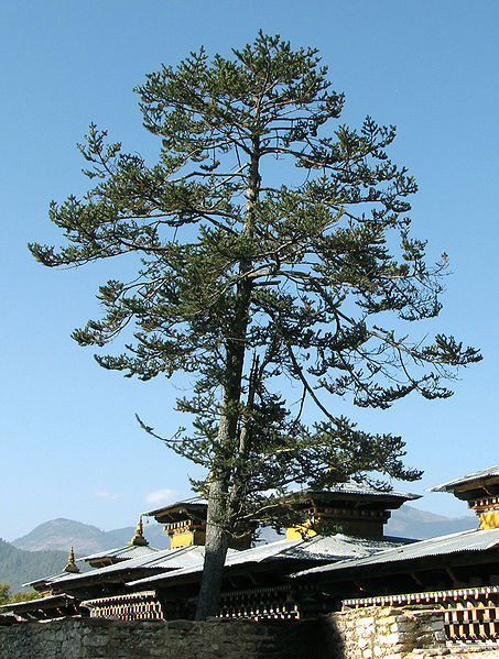 File:Abies densa Wangdicholing Palace.jpg