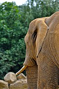 African Elephants - 50885942682.jpg