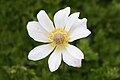 Anemone baldensis flower