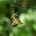 Araneus diadematus