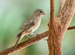 Description de l'image Arabian Serin.jpg.