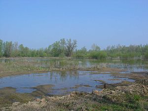 Natuurgebied Bijland bij Tolkamer