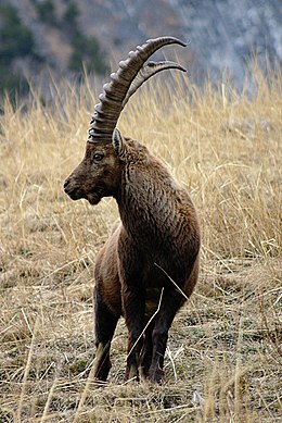 Capra ibex Saint-Michel-de-Maurienne, Savoy, France.jpg