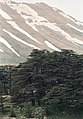 'Cedars of God', Lebanon