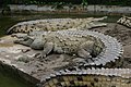 Mamba wa Orinoco Crocodylus intermedius