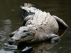 Crocodile américain.