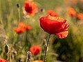 * Nomination Poppy flower on the edge of the field in Froebelstrasse in Dülmen, North Rhine-Westphalia, Germany --XRay 03:41, 8 July 2021 (UTC) * Promotion  Support Good quality. --Knopik-som 03:54, 8 July 2021 (UTC)