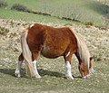 Minimally marked tobiano