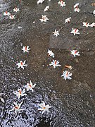 Fallen Night Jasmine Flowers.jpg