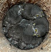 Glaucidium passerinum-chicks2.jpg