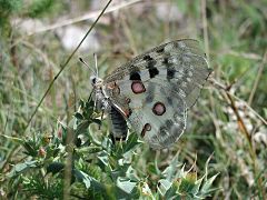 Parnassius apollo lozerae (Lozère, France).