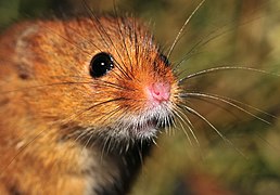 Harvest Mouse (face).jpg