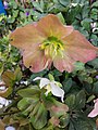 Helleborus niger