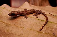 Hemiphyllodactylus cattien