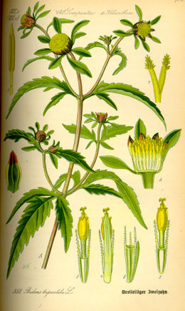 Triskiautis lakišius (Bidens tripartita)